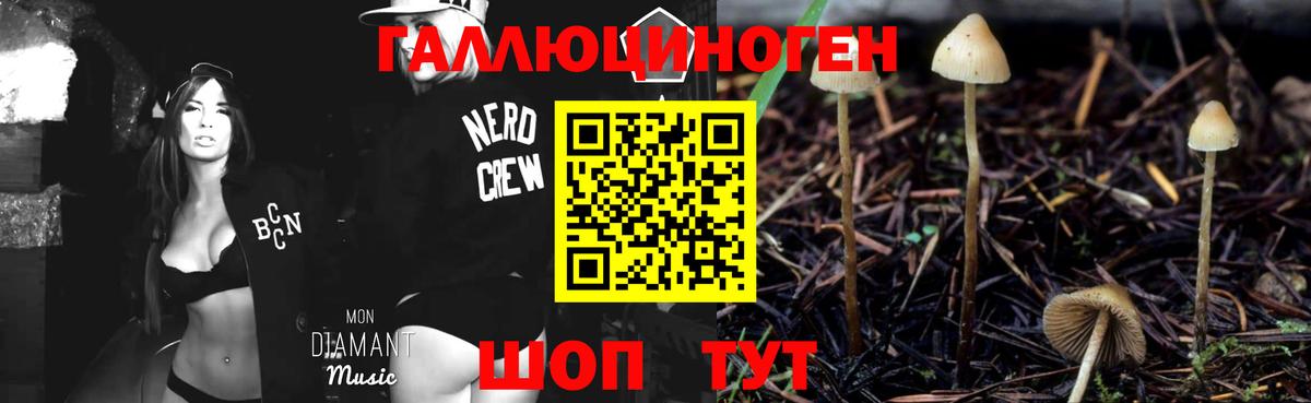 Псилоцибиновые грибы Psilocybe Кызыл